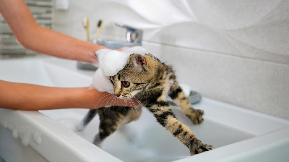 how to get rid of fleas on kittens; a kitten is bathed by her pet parent.